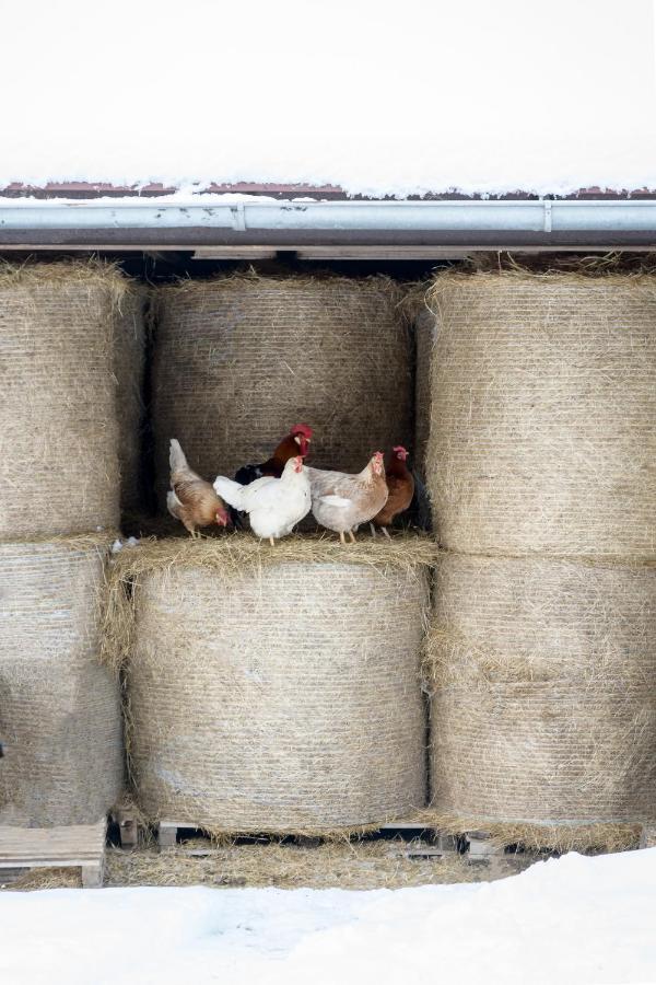 فيلا Agroturistika - "Domecek U Ovecek" Horní Těrlicko المظهر الخارجي الصورة